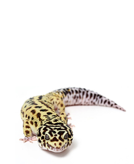 leopardgeko